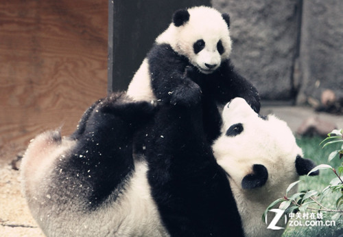 大C游世界大熊猫繁育研究基地全介绍_数码影像技巧-中关村在线