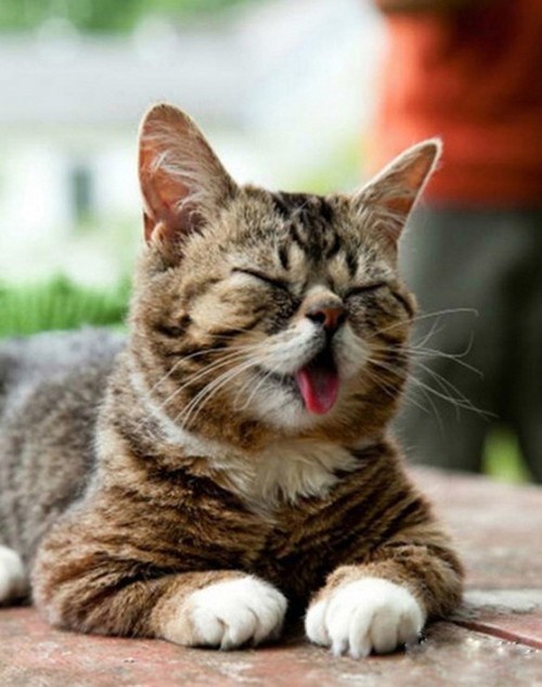 爱吐舌头的喵星人 萌死你的高清摄影