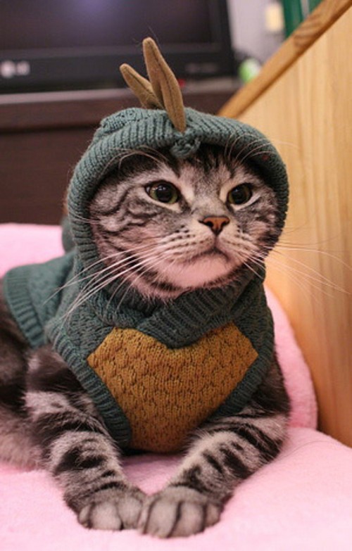 晒晒自家宠物的拉风装备 搞笑摄影图赏 原创