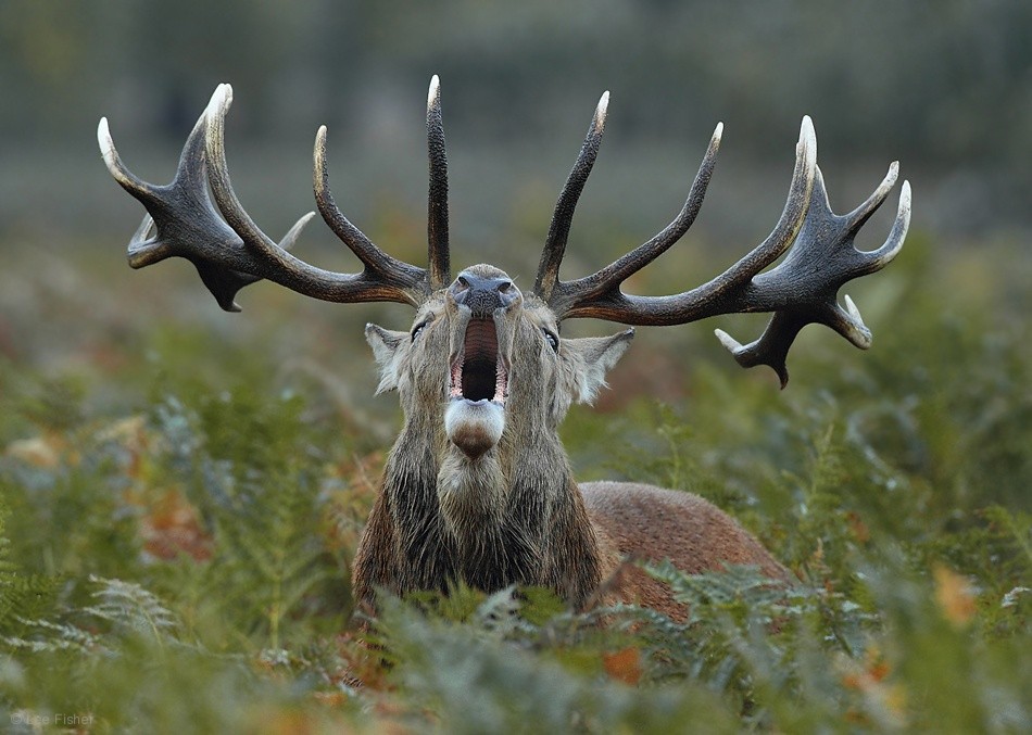 奔跑的<em>犀牛</em>、洗澡的猴子 野生动物<em>照片</em>集_数码