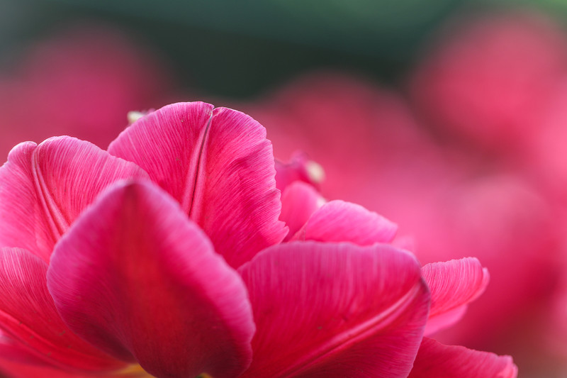 【高清图】留住春天的色彩 佳能EOS 80D试用