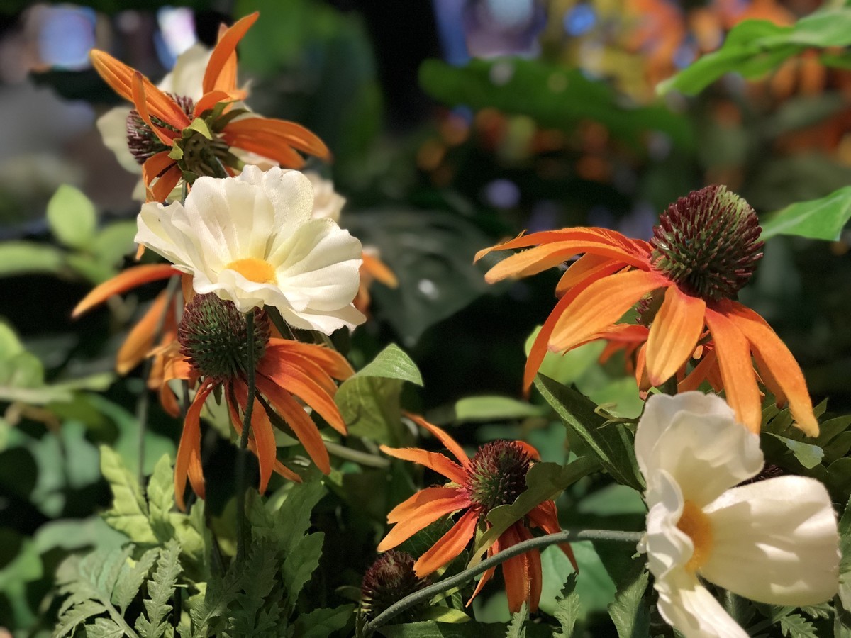 【高清图】苹果iPhone8|Plus评测 拍照才是真亮