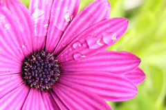 1800万像素1080p高清 佳能发布EOS 550D 