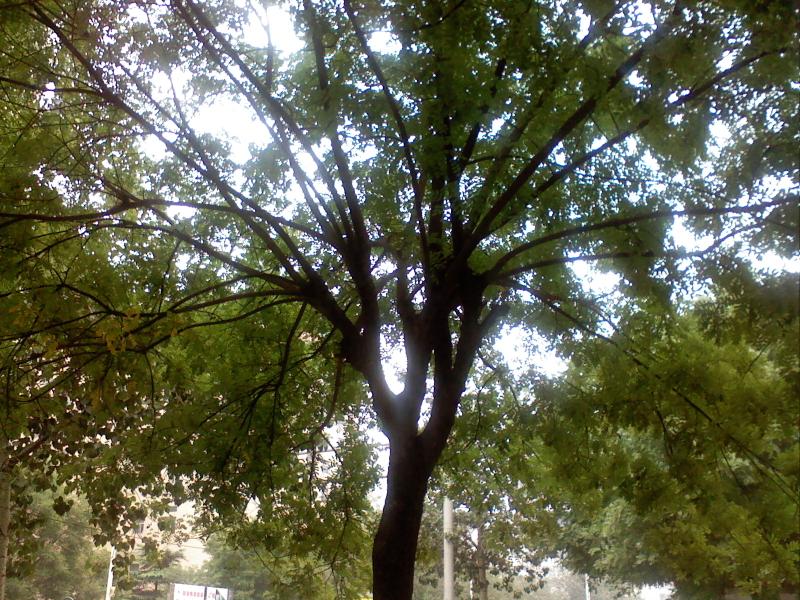 ��Ħ��V3i���� 200����������E788����ͼƬ����,ͼ16-ZOL�йش����ߵ�16��