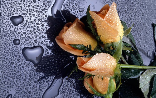 ���˽ڽ��� ΢���Ƴ�Win7���⡶õ�塷 
