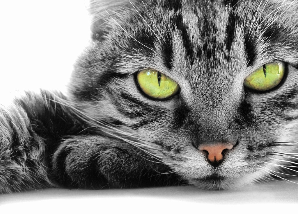 【高清图】 瞄星人看这里 猫咪拍摄技巧完全攻略图2