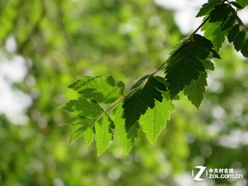 ����ӡ�� ���ܡ�����������SX275 HS���� 