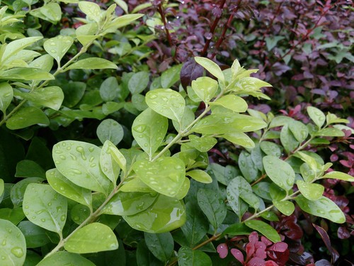 ���콢IP58���� ����Xperia ZR M36h���� 