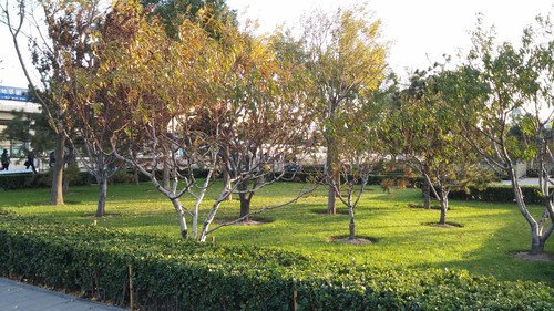 ͬ���ֵܶԾ� Nexus 5/LG G2�Ա����� 