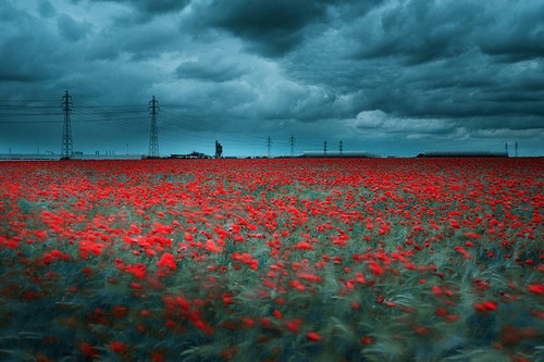 强烈的色彩对比 David Keochkerian摄影_数码影像-中关村在线