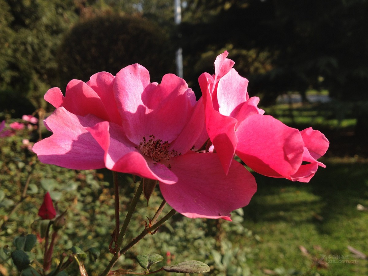 苹果iphone 4s 拍照效果(201/343)