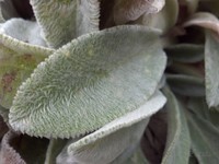 Moto XT912��DROID RAZR��������0