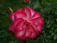 ����V8������5