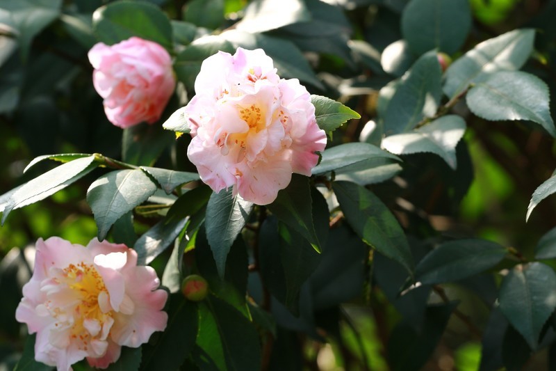 ܣCanon EF 70-200mm f/4L USM Զ佹ͷ 70200СС