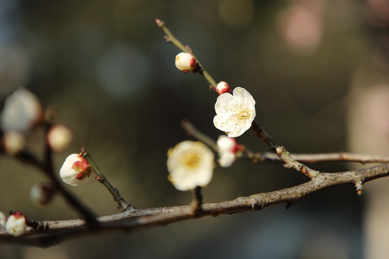 ܣCanon EF ׼佹ͷ/ͷ 24-105mm F4L IS IIUSM
