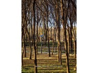 HUAWEI Mate 80 RS �Ƿ���ʦ(20GB/512GB)������7