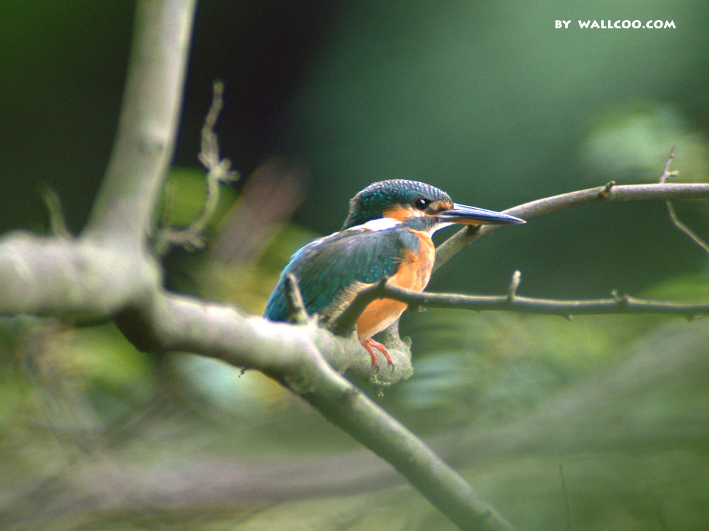 清脆悦耳的声音 1024x768小鸟壁纸 (10/16)
