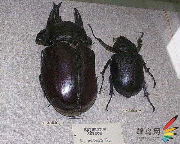 世上最大10种昆虫——胆小莫入