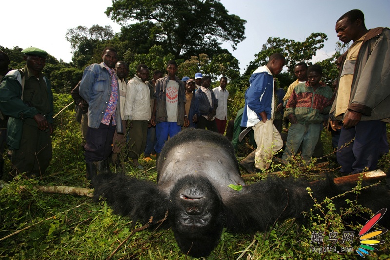 【高清图】 记录:山地大猩猩惨死图1