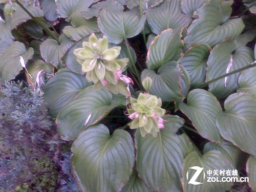 黑莓9900评测