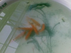 200������������� ŵ8800Sirocco���� 